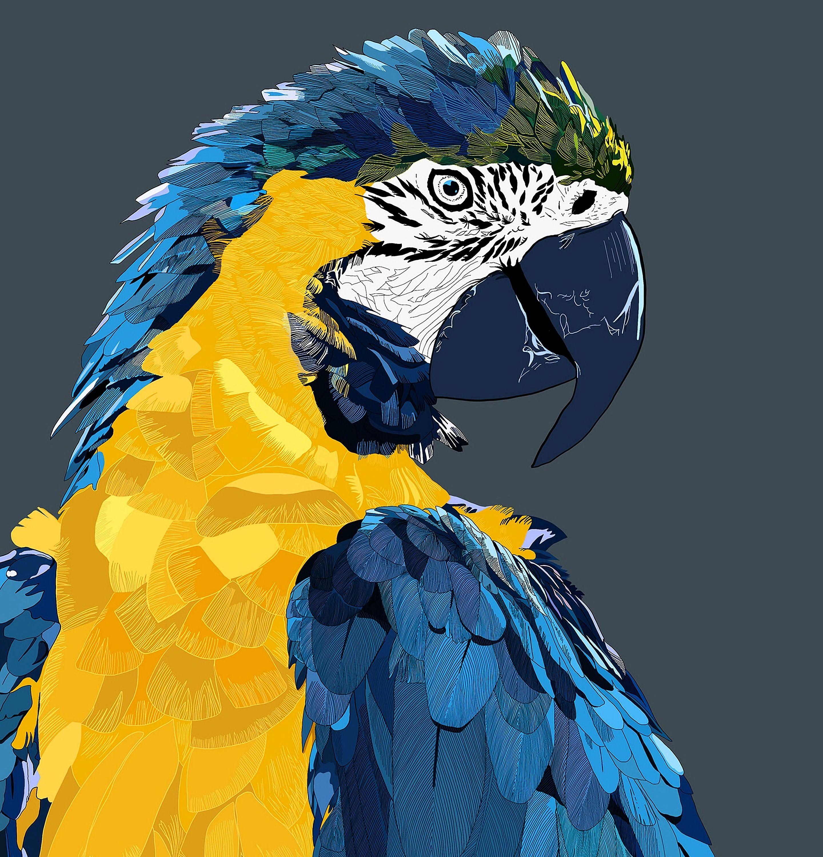 2880x3000 Download wallpaper 2880x3000 parrot, macaw, art, bird HD background