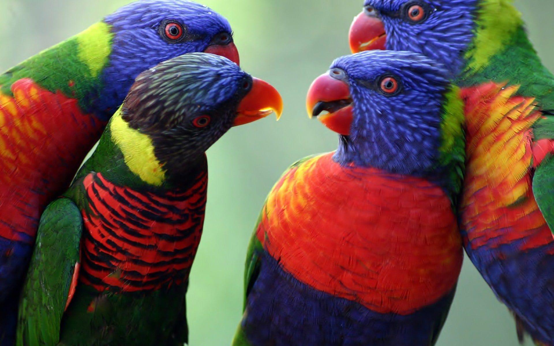 Colorful Parrot Wallpapers - Top Free Colorful Parrot Backgrounds ...