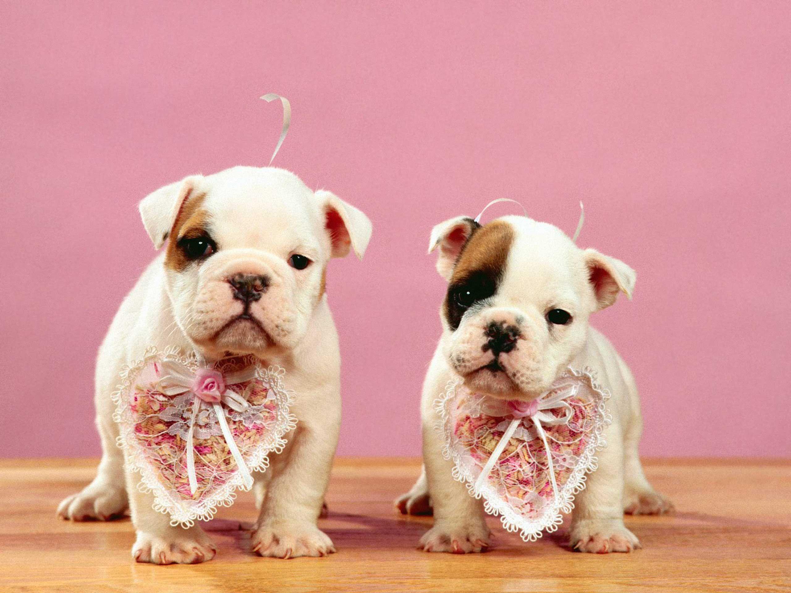 Valentine's Day Puppy Wallpapers - Top Free Valentine's Day Puppy Backgrounds - WallpaperAccess