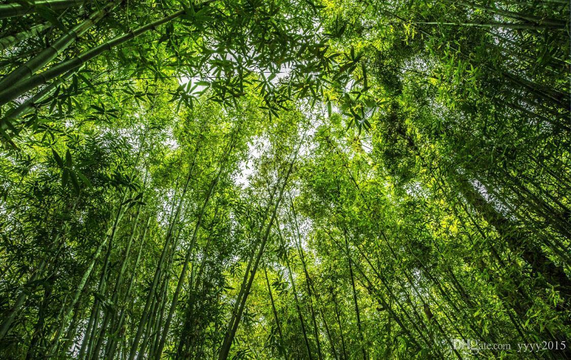 1124x709 Nature Scenery Wall Paper Jungle Forest Looking Up Sky Top Ceiling Fresco Ceiling Wall Background Wallpaper Bamboo Free Wallpaper Photo Free Wallpaper Wallpaper From Yyyy $11.61.