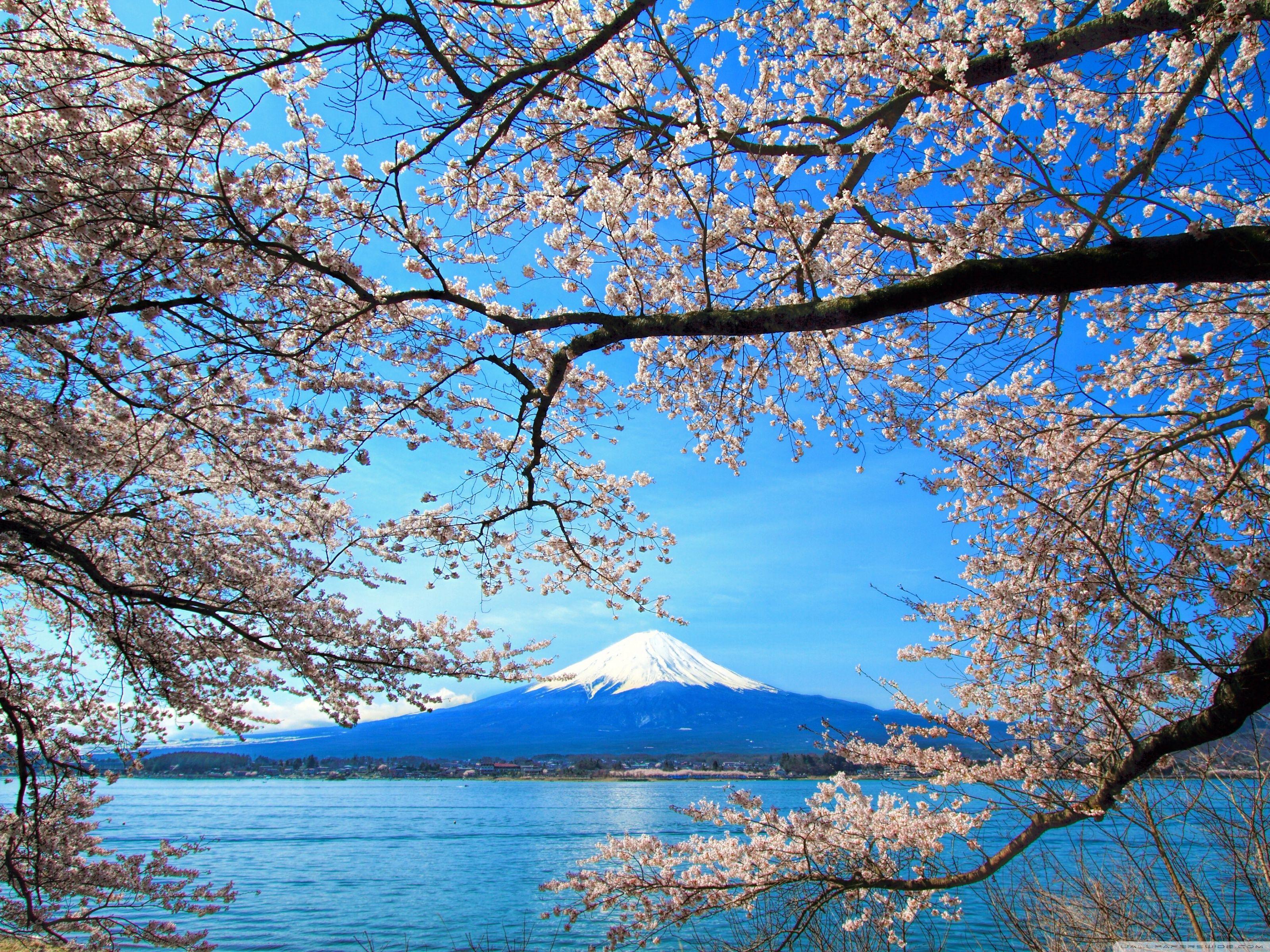 Mount Fuji Cherry Blossom Wallpapers - Top Free Mount Fuji Cherry