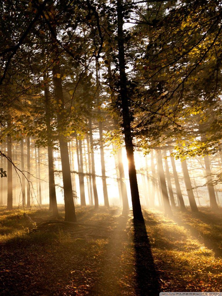 768x1024 Mystical Forest II Ultra HD Desktop Background Wallpaper for 4K UHD TV : Multi Display, Dual Monitor : Tablet