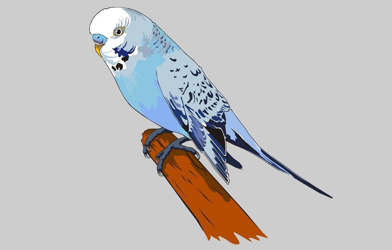1332x850 Wallpaper parrot, grey background, vector graphics, budgie image for desktop, section арт