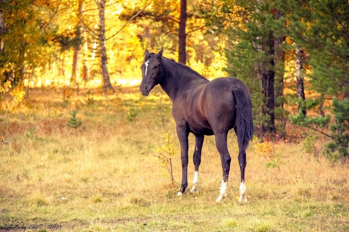 1200x800 Free download Horse In Autumn Wallpaper download Download Horse In [1200x800] for your Desktop, Mobile & Tablet. Explore Fall Horse Wallpaper. Fall Wallpaper Background, Free Fall Wallpaper, Fall Wallpaper For Computer