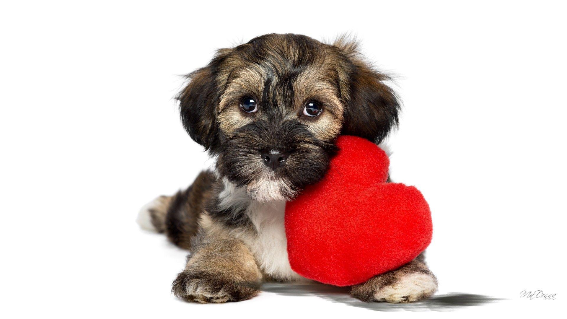 1920x1080 Dogs: Puppy Dog Love Heart Canine Sweet Fluffy Pup Valentines Pet