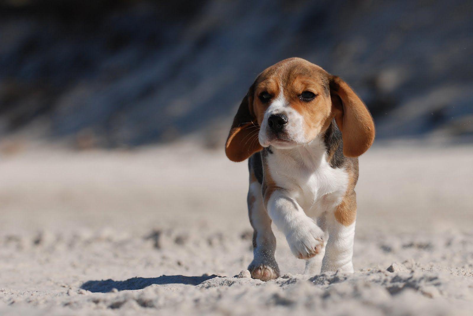 Beagle Puppy Wallpapers - Top Free Beagle Puppy Backgrounds -  WallpaperAccess