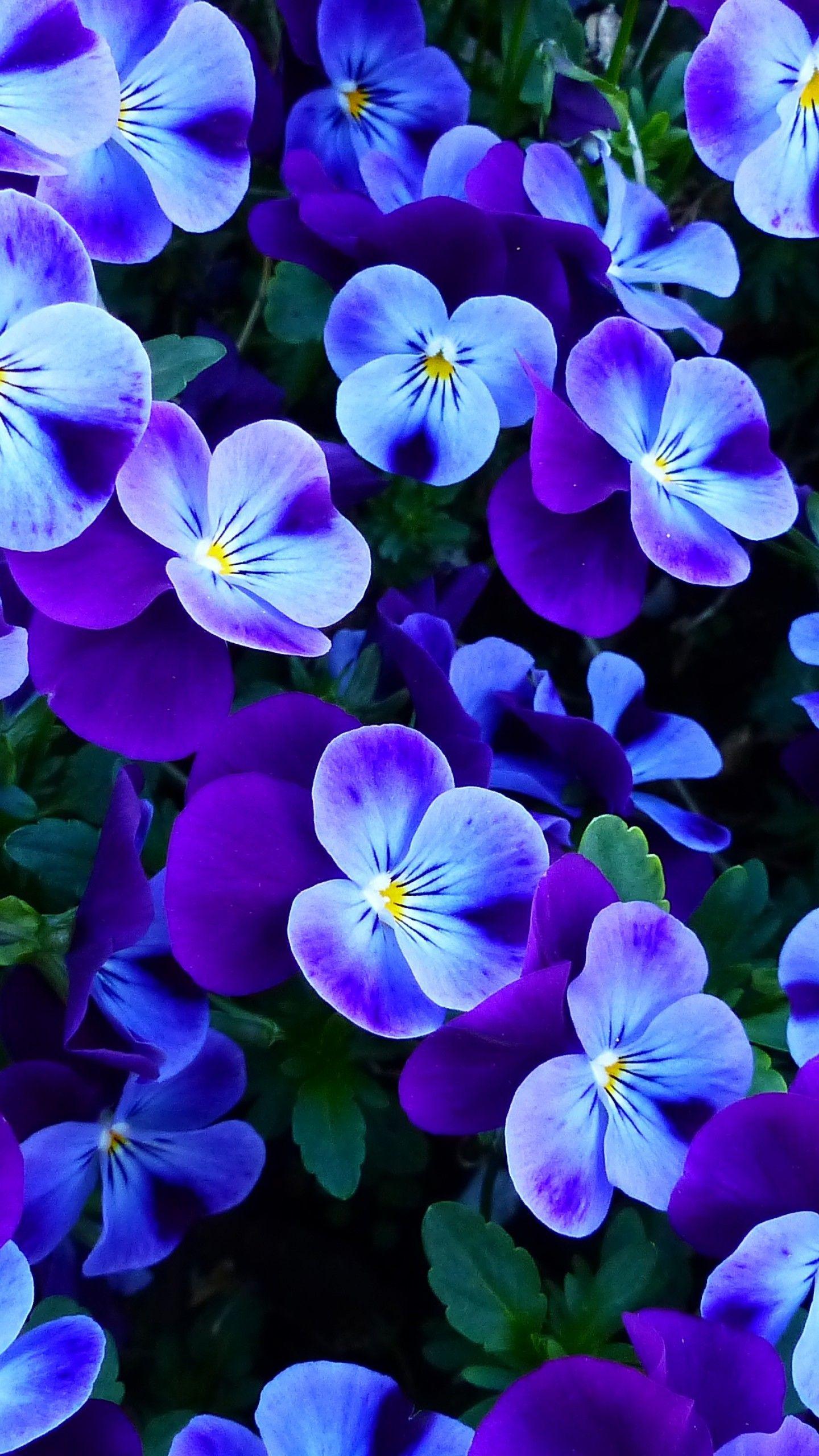 1440x2560 Pansy flowers 4K Wallpaper, Pansies, Violet flowers, Garden, Spring, Flowers
