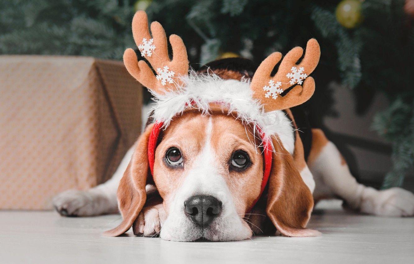 Christmas Beagle Wallpapers - Top Free Christmas Beagle Backgrounds ...