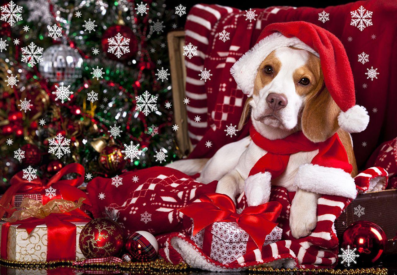 Christmas Beagle Wallpapers - Top Free Christmas Beagle Backgrounds