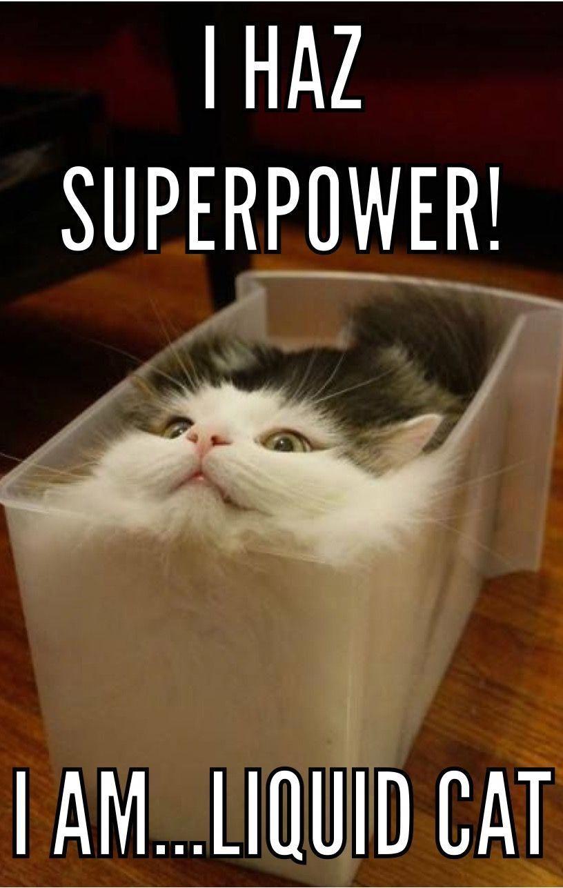 Funny Cat Memes Wallpapers - Top Free Funny Cat Memes ...