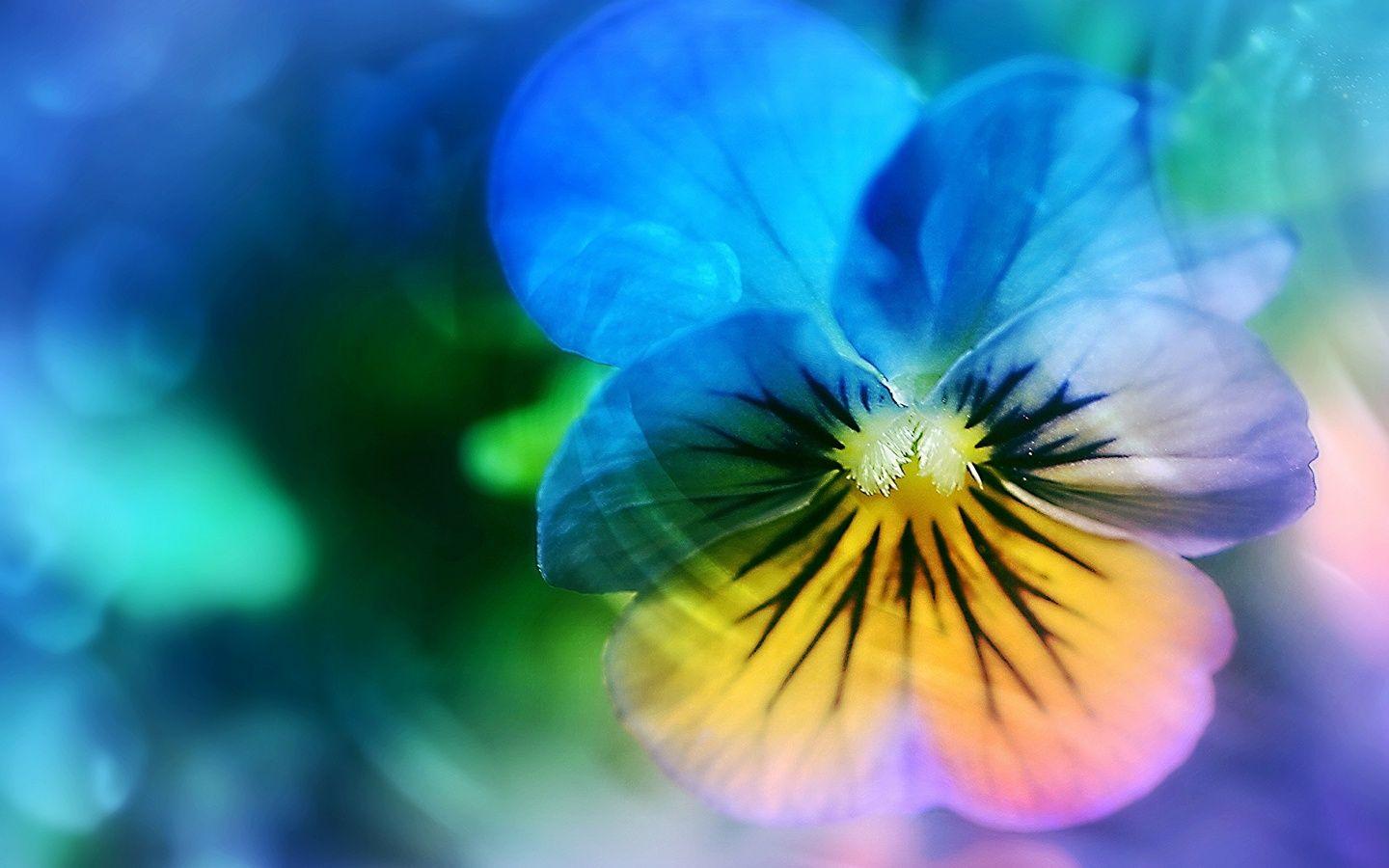 1440x900 Pansy Flower 1440x900 Resolution HD 4k Wallpaper, Image, Background, Photo and Picture