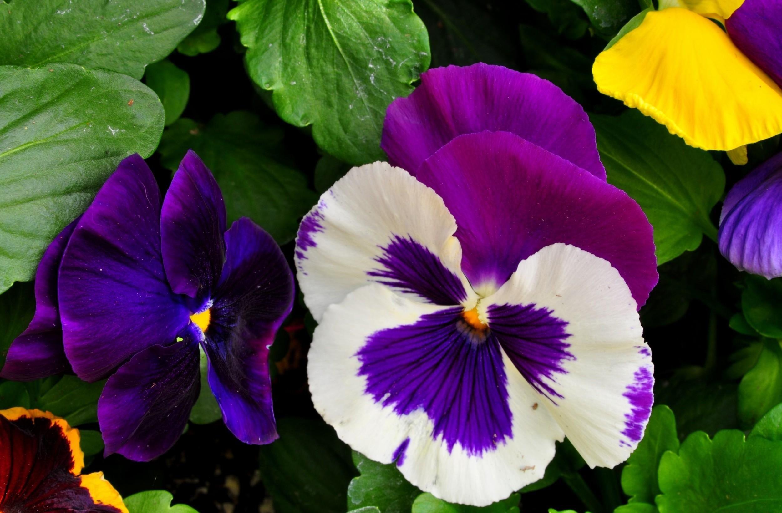 2500x1640 Free download Pansy Flower Wallpaper9 [2500x1640] for your Desktop, Mobile & Tablet. Explore Pansy Wallpaper. Pastel Wallpaper Border