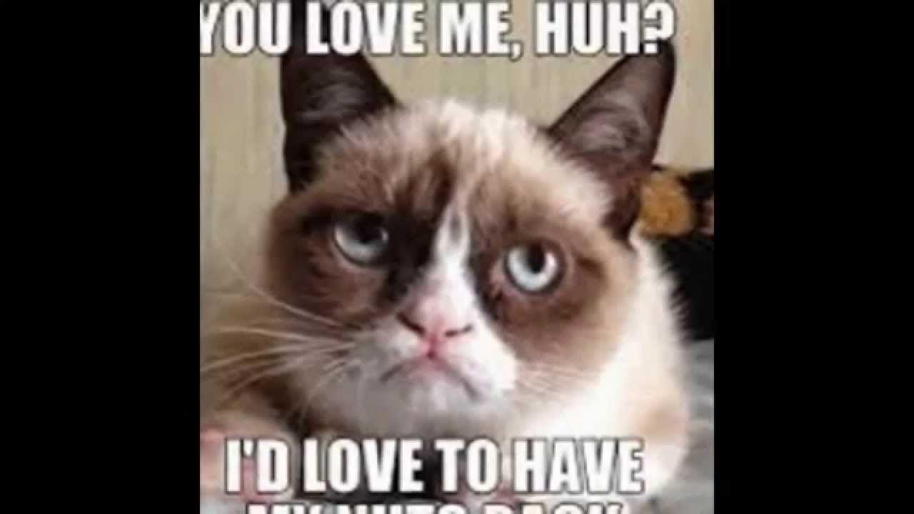 Funny Cat Memes Wallpapers - Top Free Funny Cat Memes ...