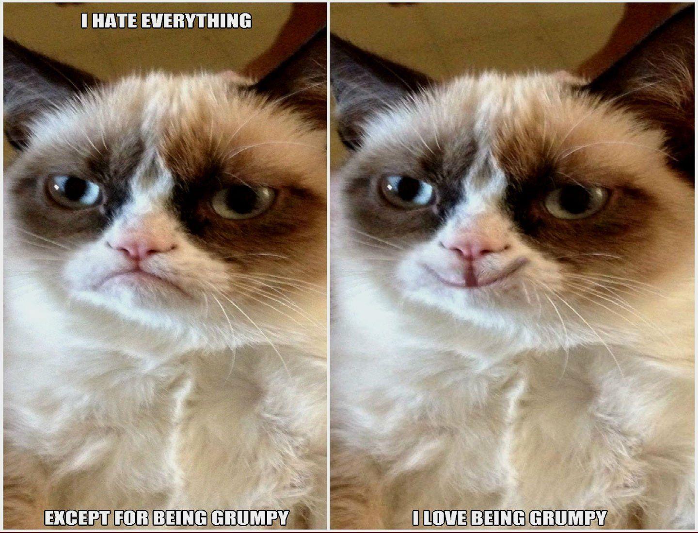 1440x1100 Cat meme quote hình nền vui nhộn hài hước grumpy (16).  1440x1100.  355113. Hình nềnUP