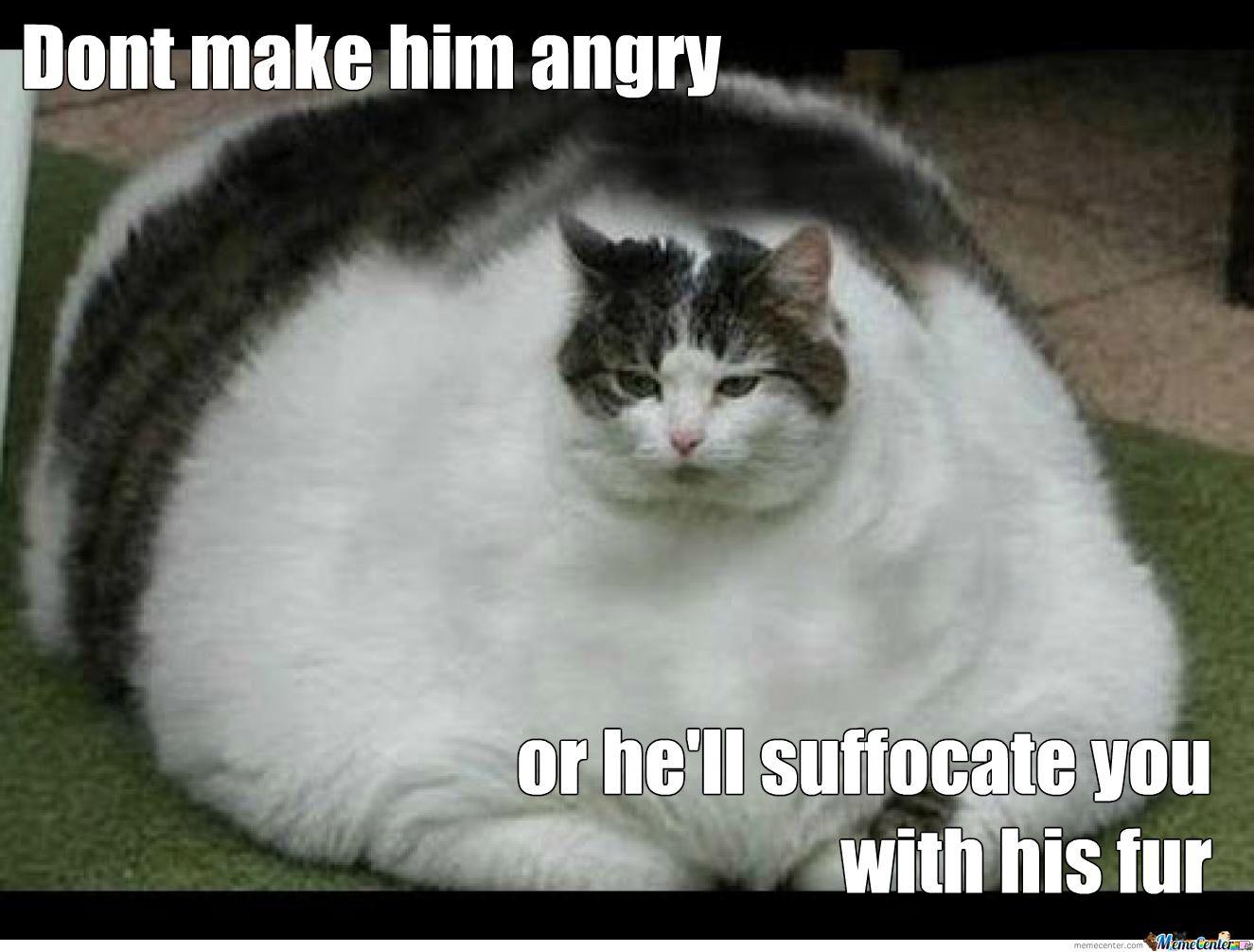 Funny Cat Memes Wallpapers - Top Những Hình Ảnh Đẹp