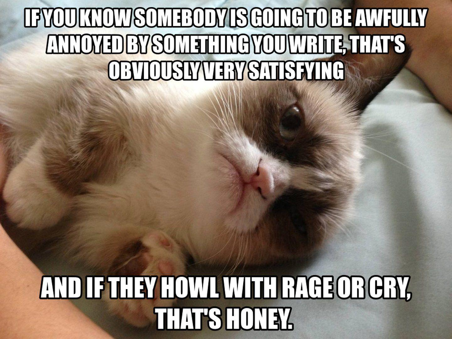 1440x1080 Cat meme quote hình nền vui nhộn hài hước grumpy (4).  1440x1080.  355093. Hình nềnUP