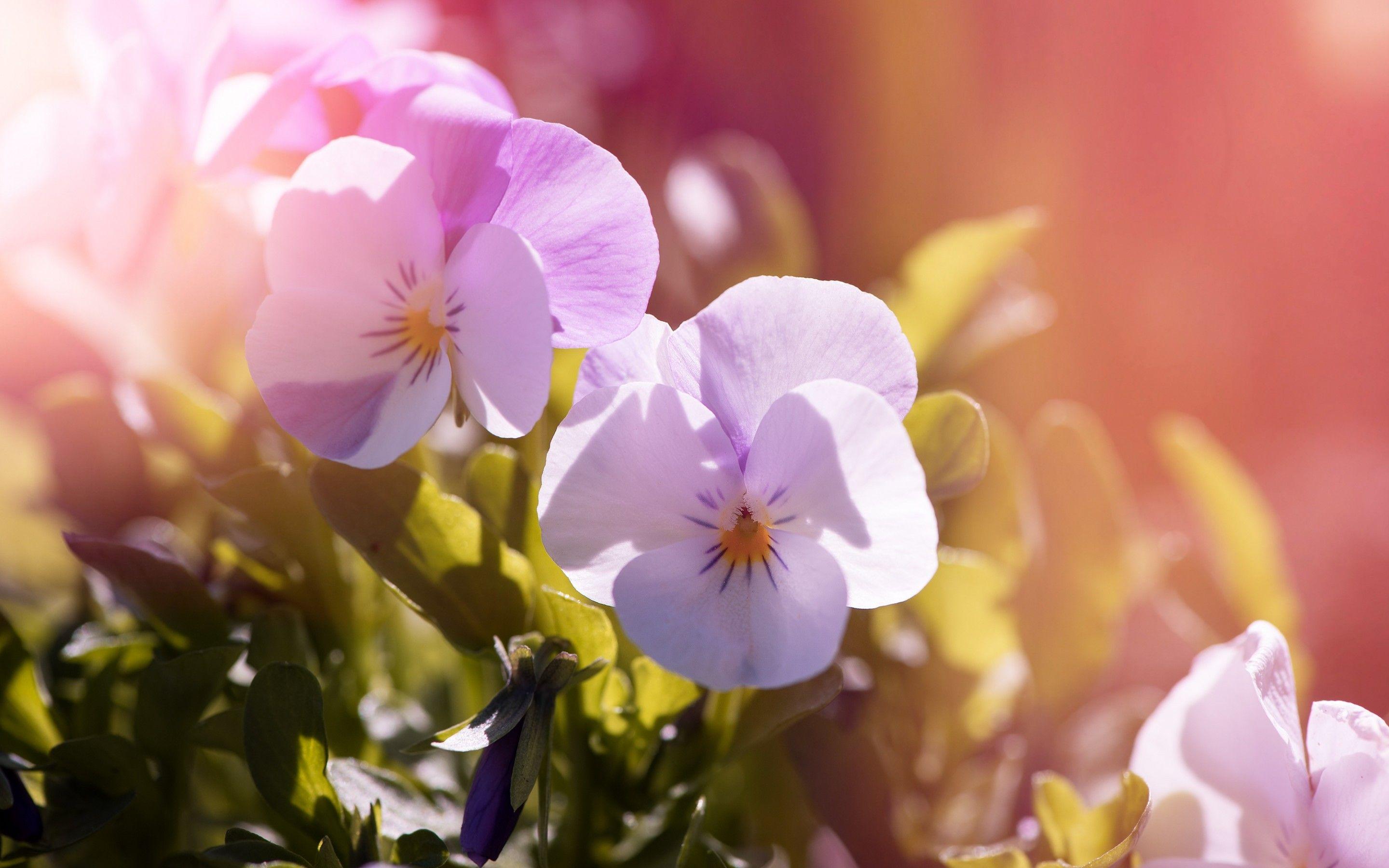 2880x1800 Wallpaper Pansy flowers, Garden, HD, Flowers,. Wallpaper for iPhone, Android, Mobile and Desktop