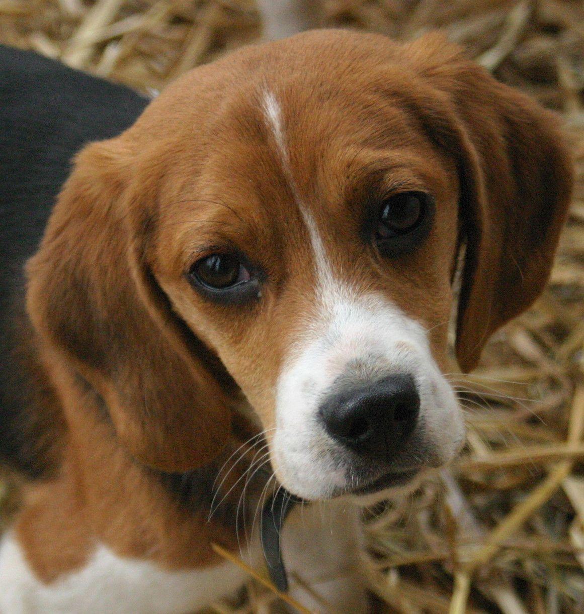 1161x1222 Collegiette Guide to Puppy Adoption. Beagle puppy, Beagle, Beagle dog