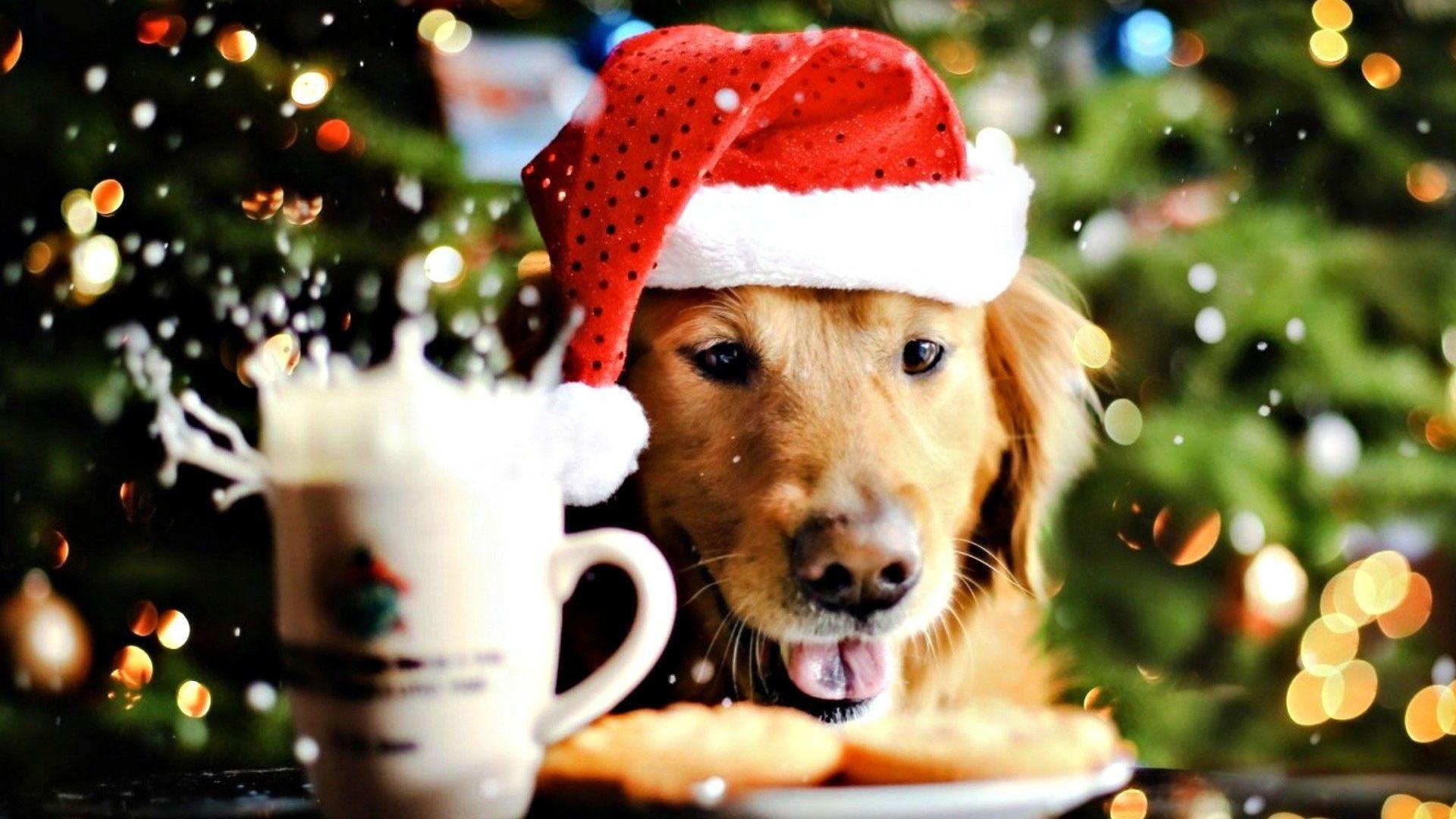 1920x1080 Christmas Dog Desktop Wallpaper