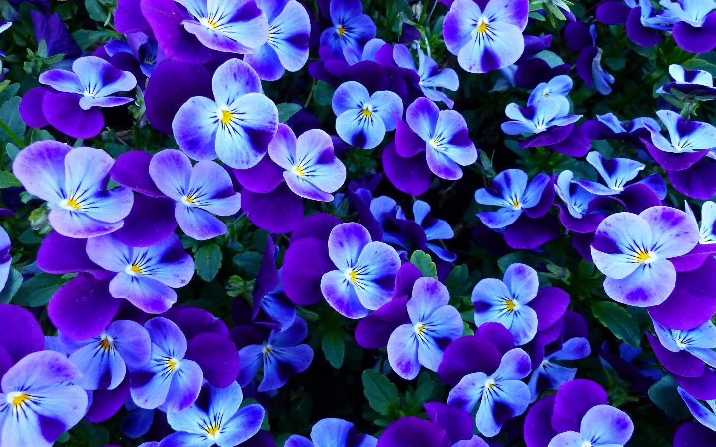 1440x900 Pansy flowers 4K Wallpaper, Pansies, Violet flowers, Garden, Spring, Flowers