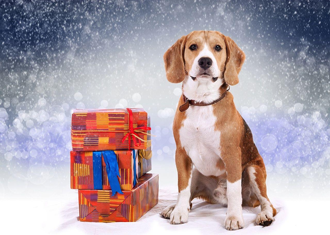 1280x912 Image Beagle Dogs New year present Animals
