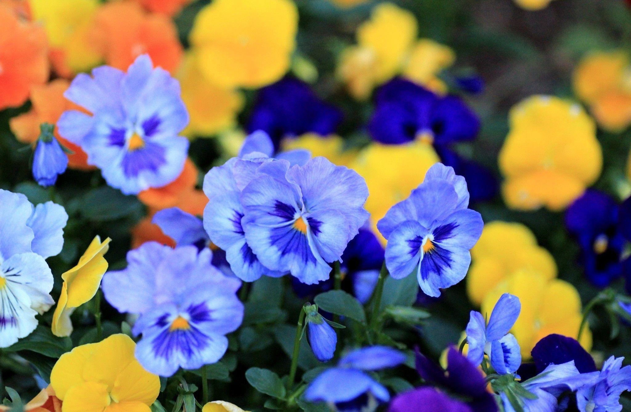 2048x1337 Pansy viola flowers blue petals wallpaperx1337