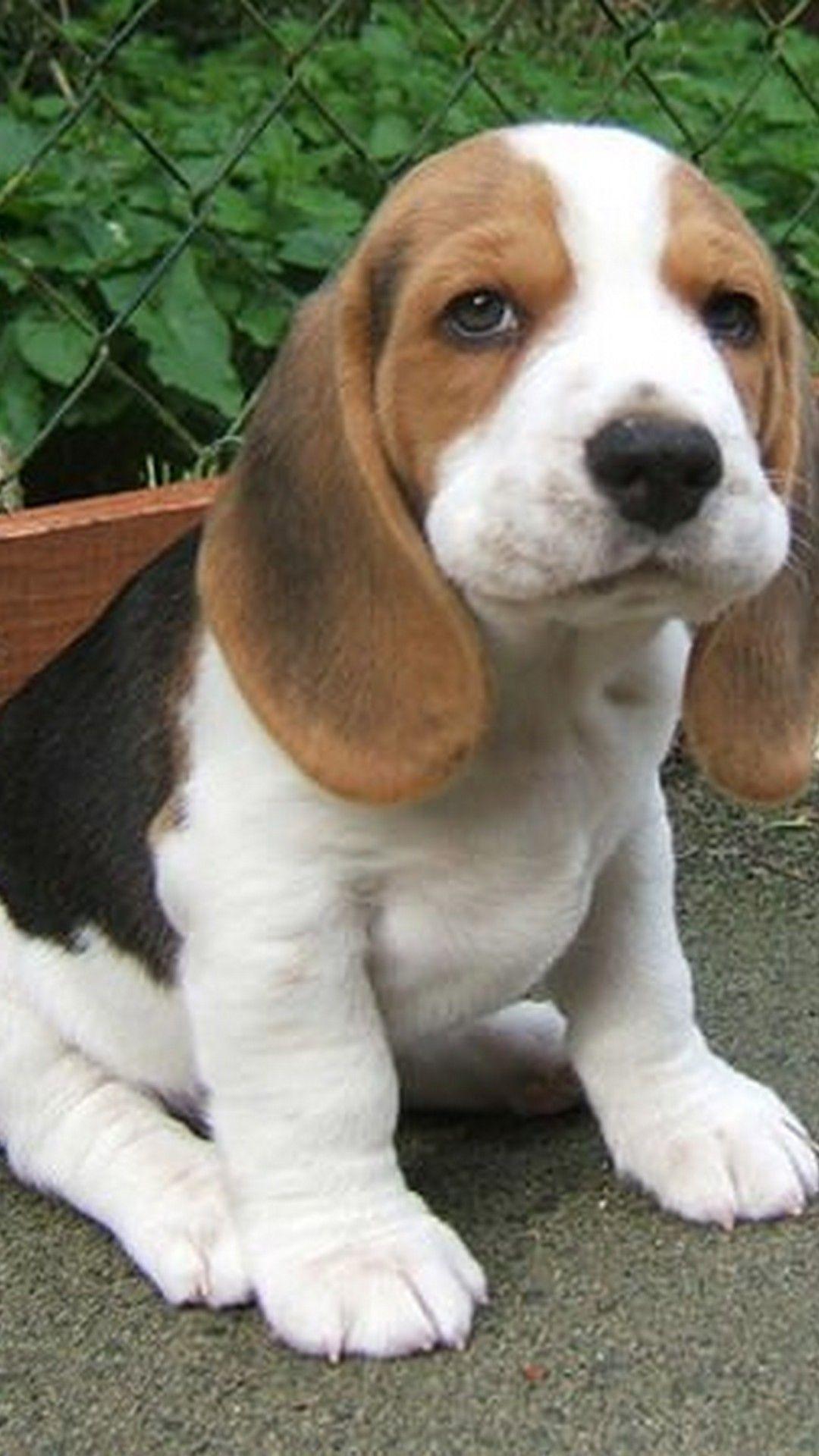 Beagle Puppy Wallpapers - Top Free Beagle Puppy Backgrounds ...