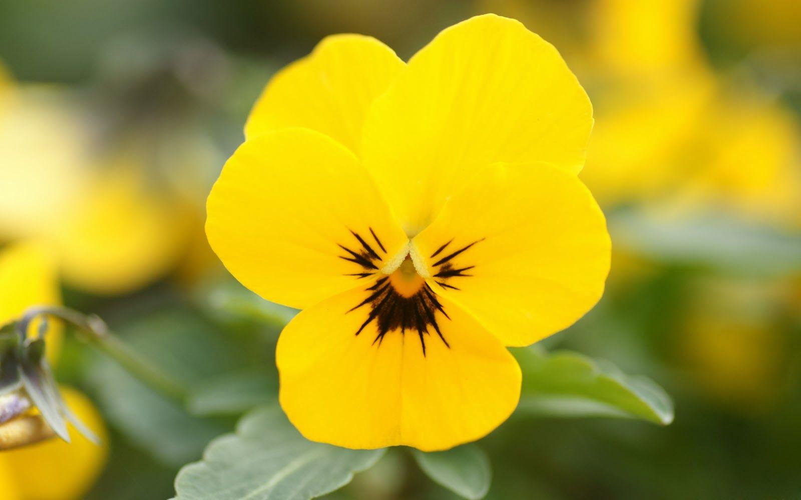 1600x1000 Hd Pansy Flower HD Wallpaper
