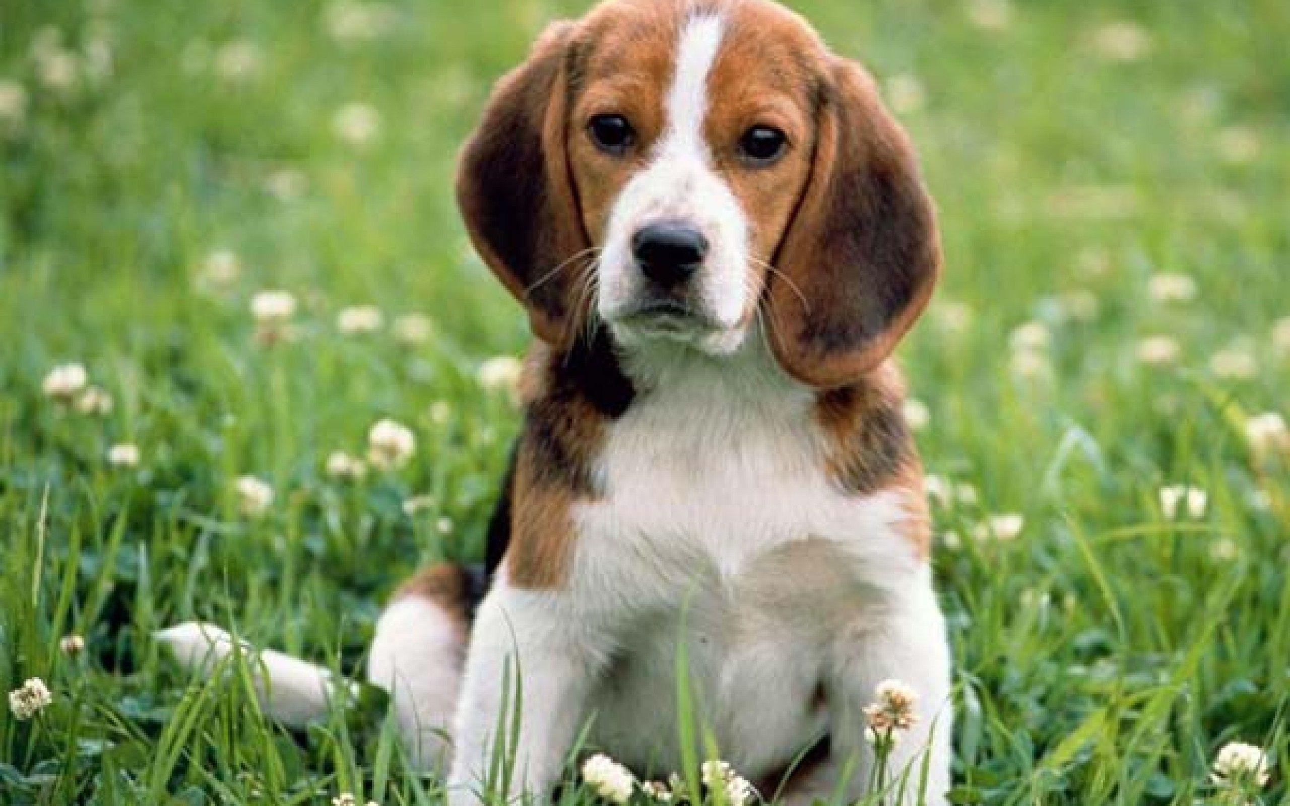 2560x1600 Beagle Puppy Wallpaper