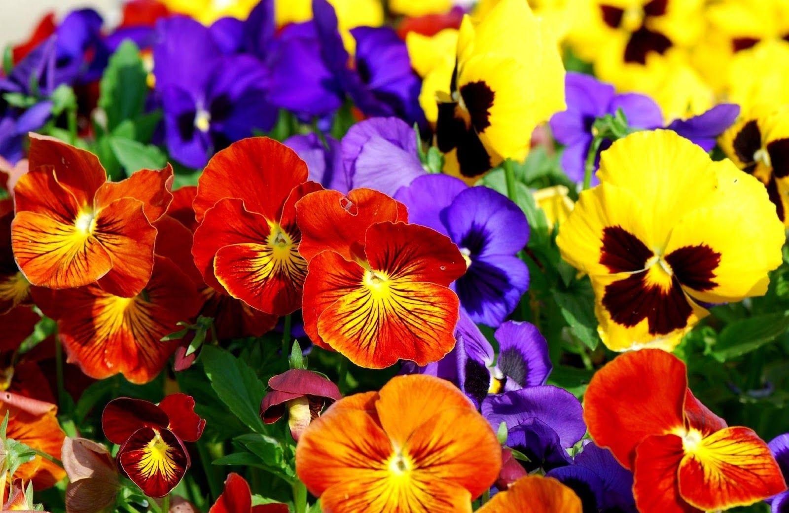 Pansy Flowers Wallpapers - Top Free Pansy Flowers Backgrounds ...