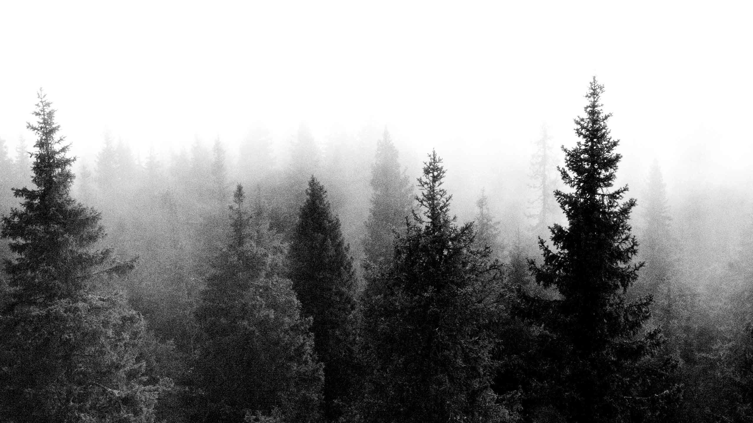 Black And White Forest Wallpapers Top Free Black And White Forest Backgrounds Wallpaperaccess