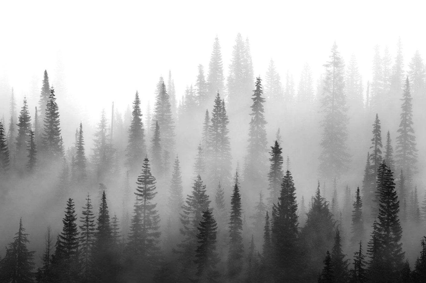 Black and White Forest Wallpapers - Top Free Black and White Forest  Backgrounds - WallpaperAccess