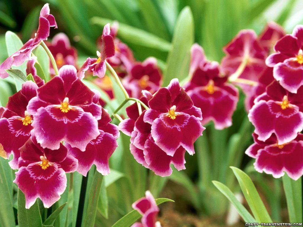 1024x768 wings: Pansy flower wallpaper. Free download Pansy flower wallpaper. Pansy flower