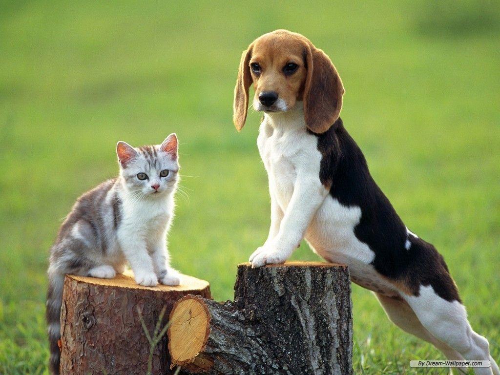 1024x768 Free Beagle Wallpaper