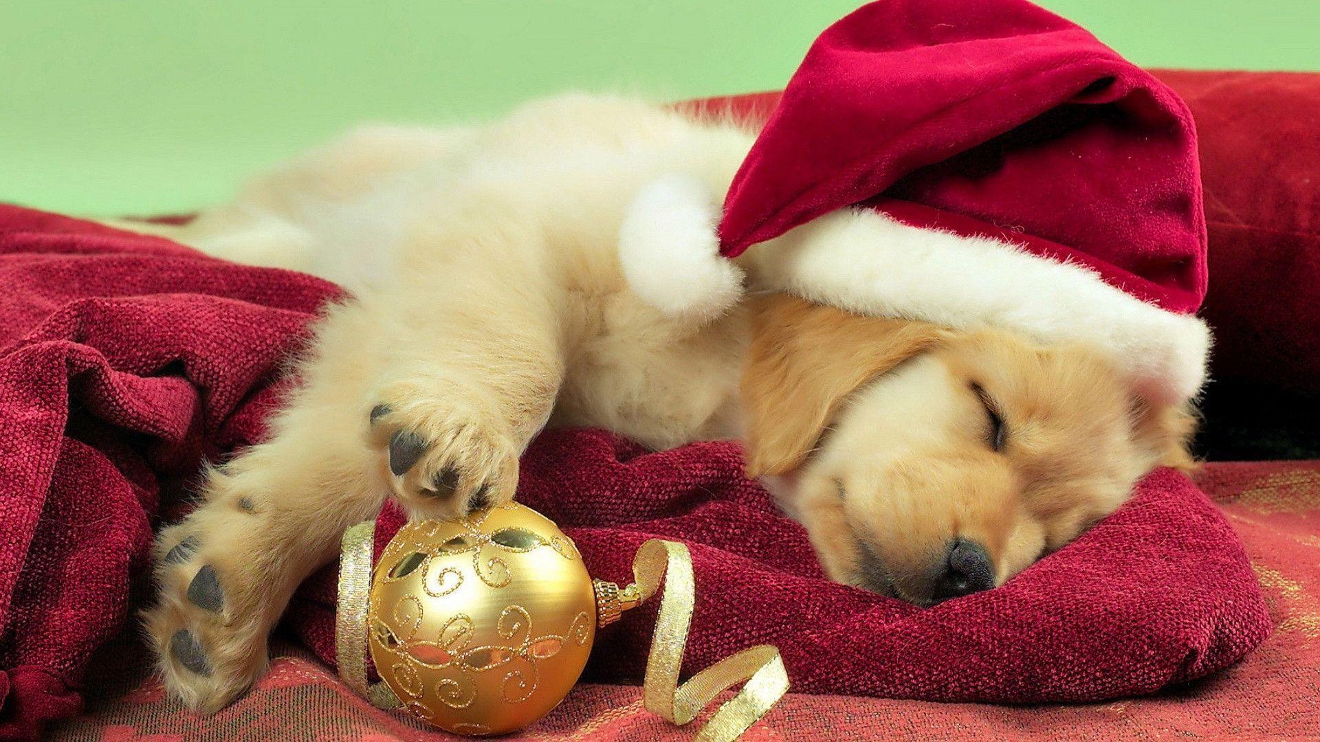 Cute Christmas Puppy Wallpapers - Top Free Cute Christmas Puppy ...