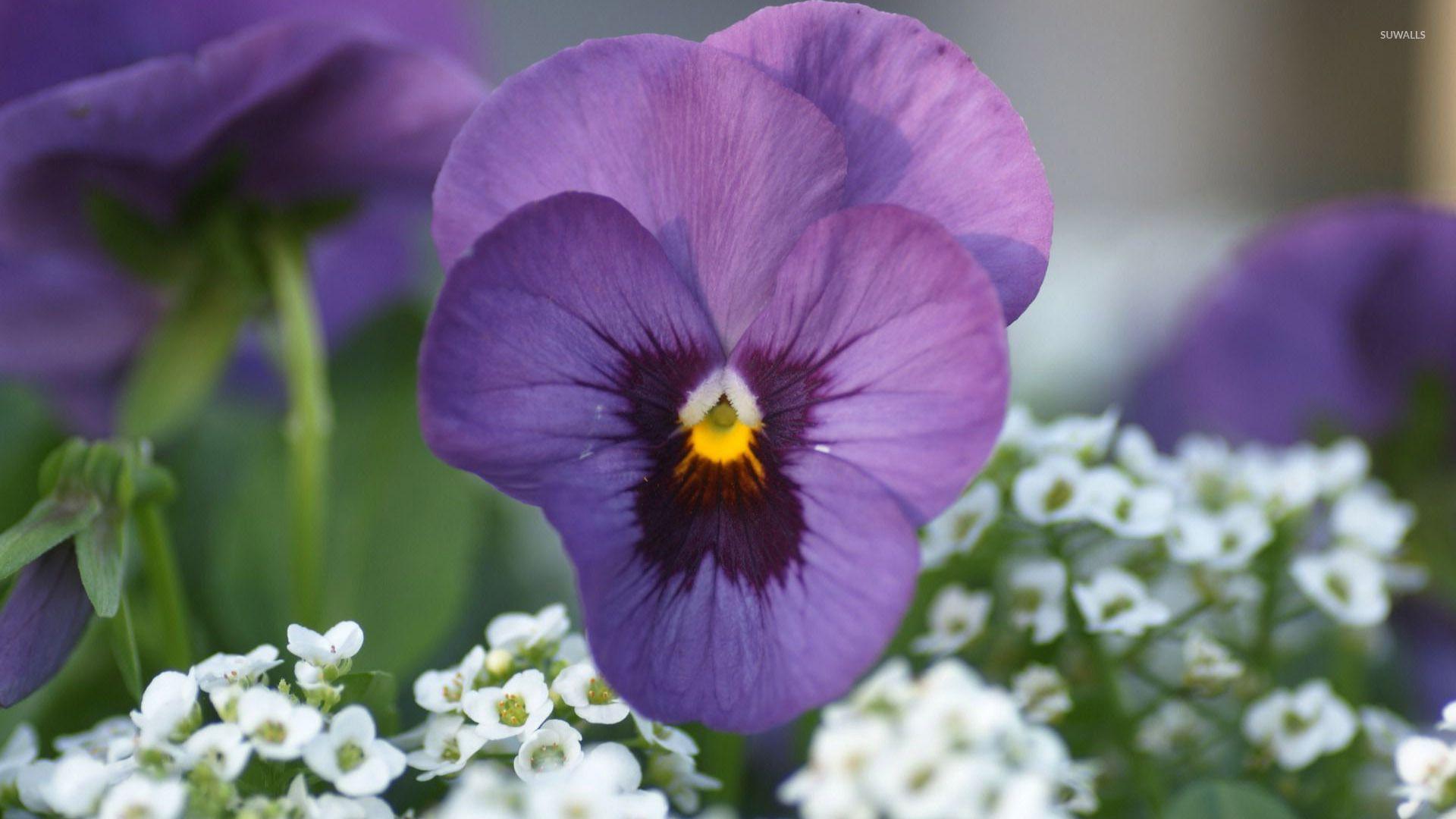 1920x1080 Purple pansy wallpaper wallpaper