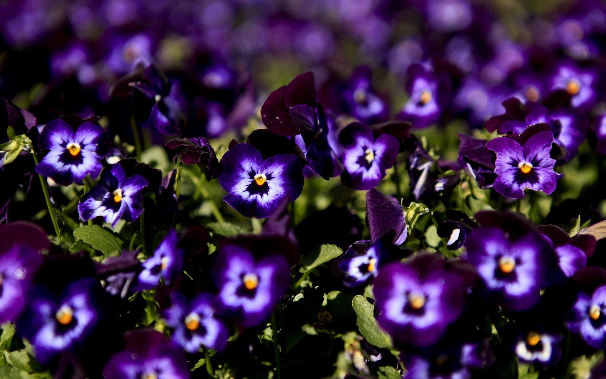 2560x1600 flowers, pansies, purple flowers wallpaper