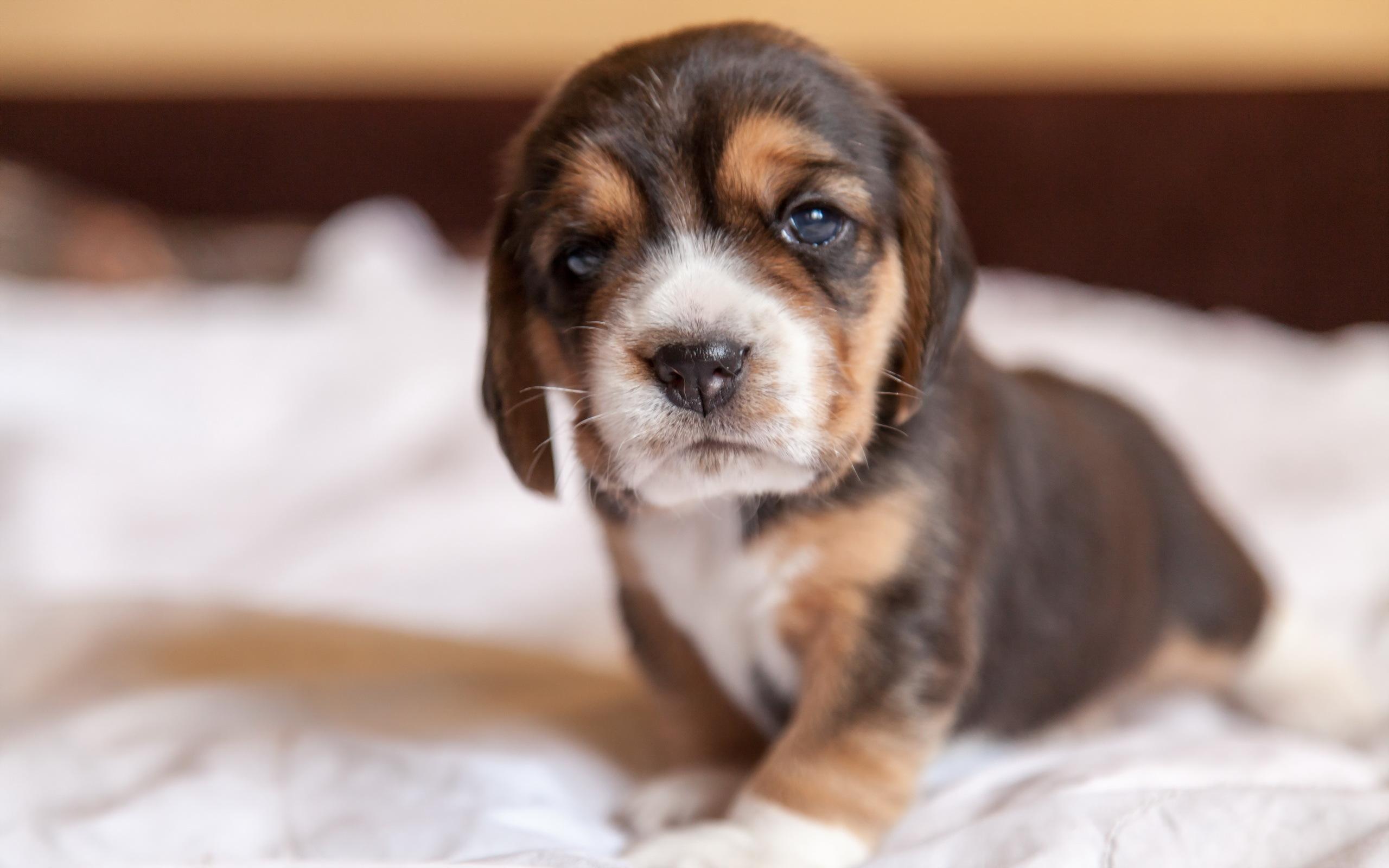 2560x1600 Beagle Puppy, Cute, Muzzle, Face）HD Dog Wallpaper