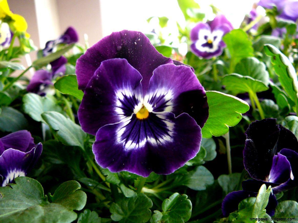 1164x873 Gorgeous Pansy Flowers Wallpaper