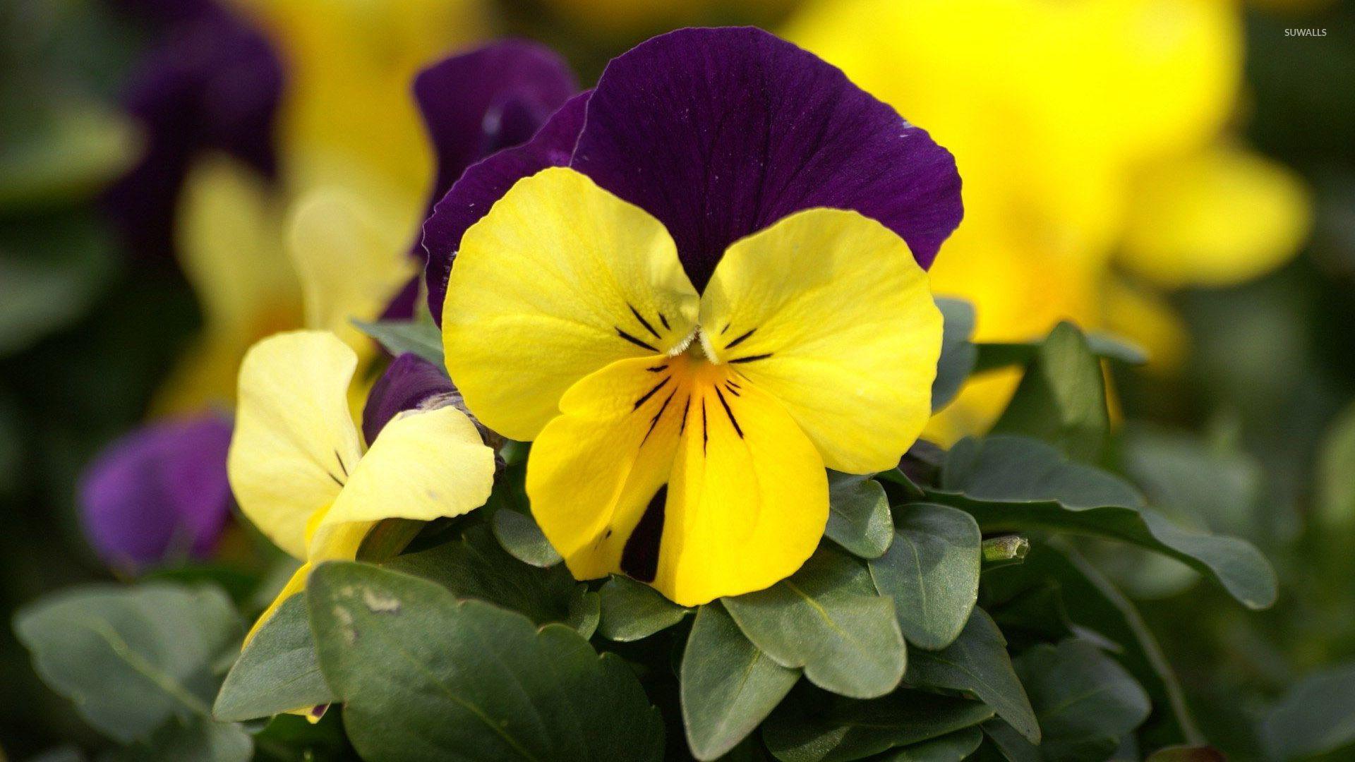 Pansy Flowers Wallpapers - Top Free Pansy Flowers Backgrounds ...