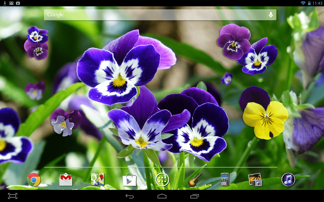 1280x800 Pansy flowers Live Wallpaper