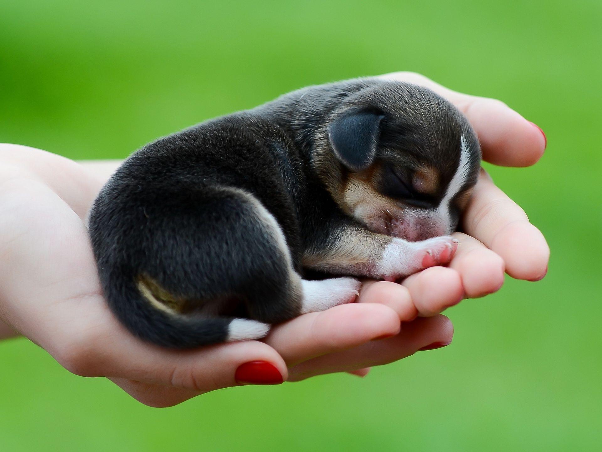 1920x1440 beagle. Description: The Wallpaper above is Beagle dog puppy Wallpaper in. Cute animals, Cute baby animals, Cute puppy picture