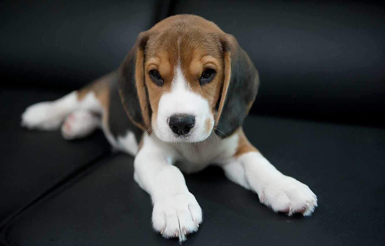 1332x850 Wallpaper look, each, dog, Beagle image for desktop, section собаки