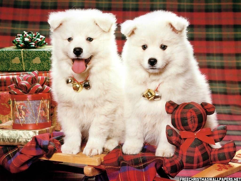 1024x768 Christmas Puppies Wallpaper. Dog .com