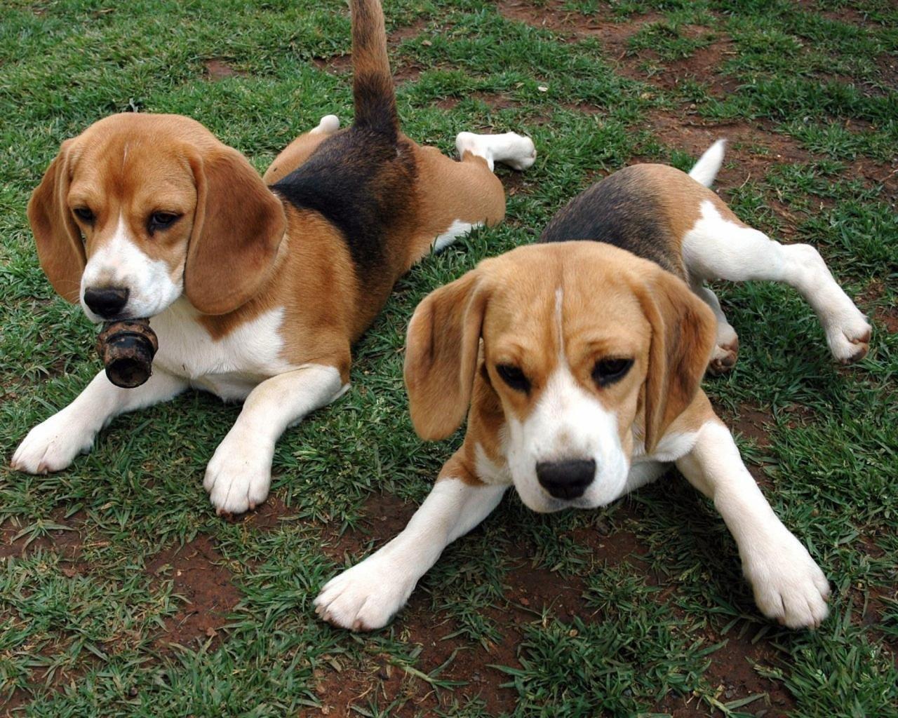 1280x1024 Beagle wallpaper HD for desktop background