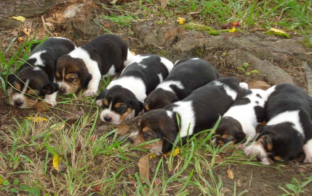 1280x804 Beagle Puppies wallpaper. Beagle Puppies