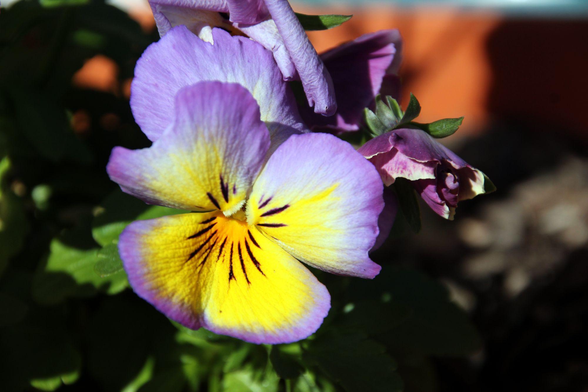 2000x1333 Pansy Flower Wallpaper Picture 50009 2000x1333px
