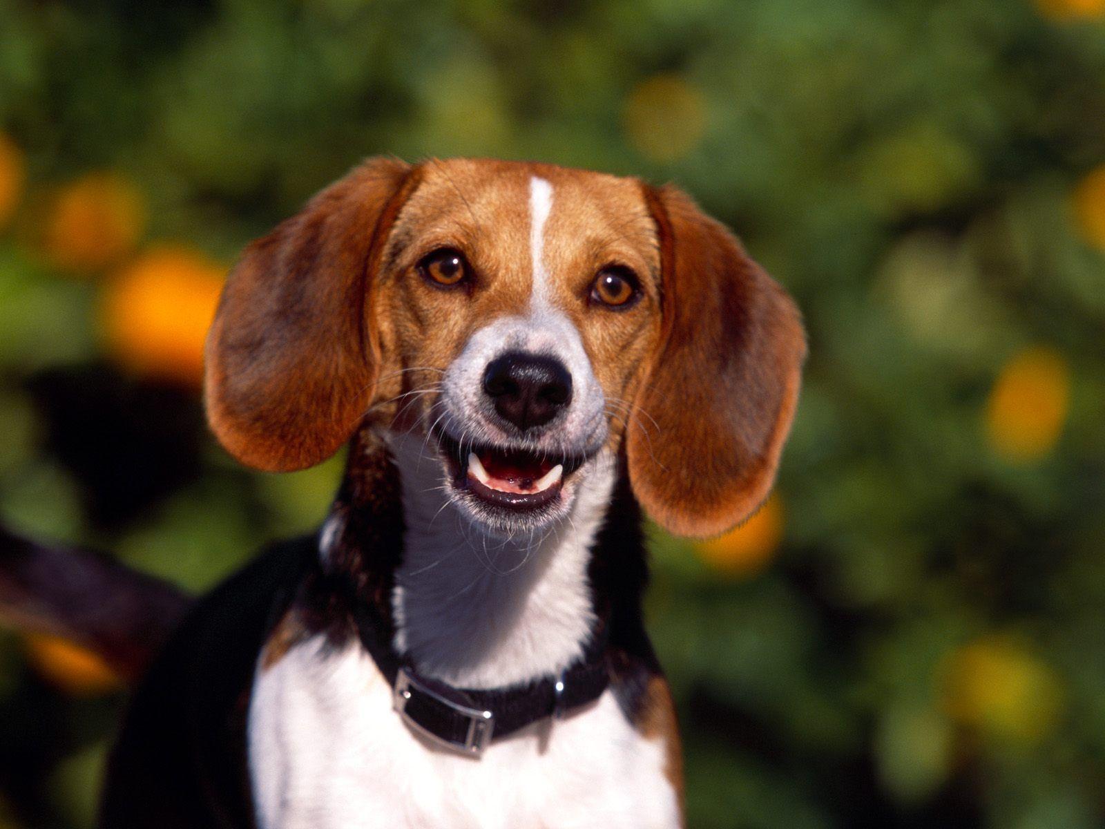 1600x1200 beagle puppy. HD Windows Wallpaper