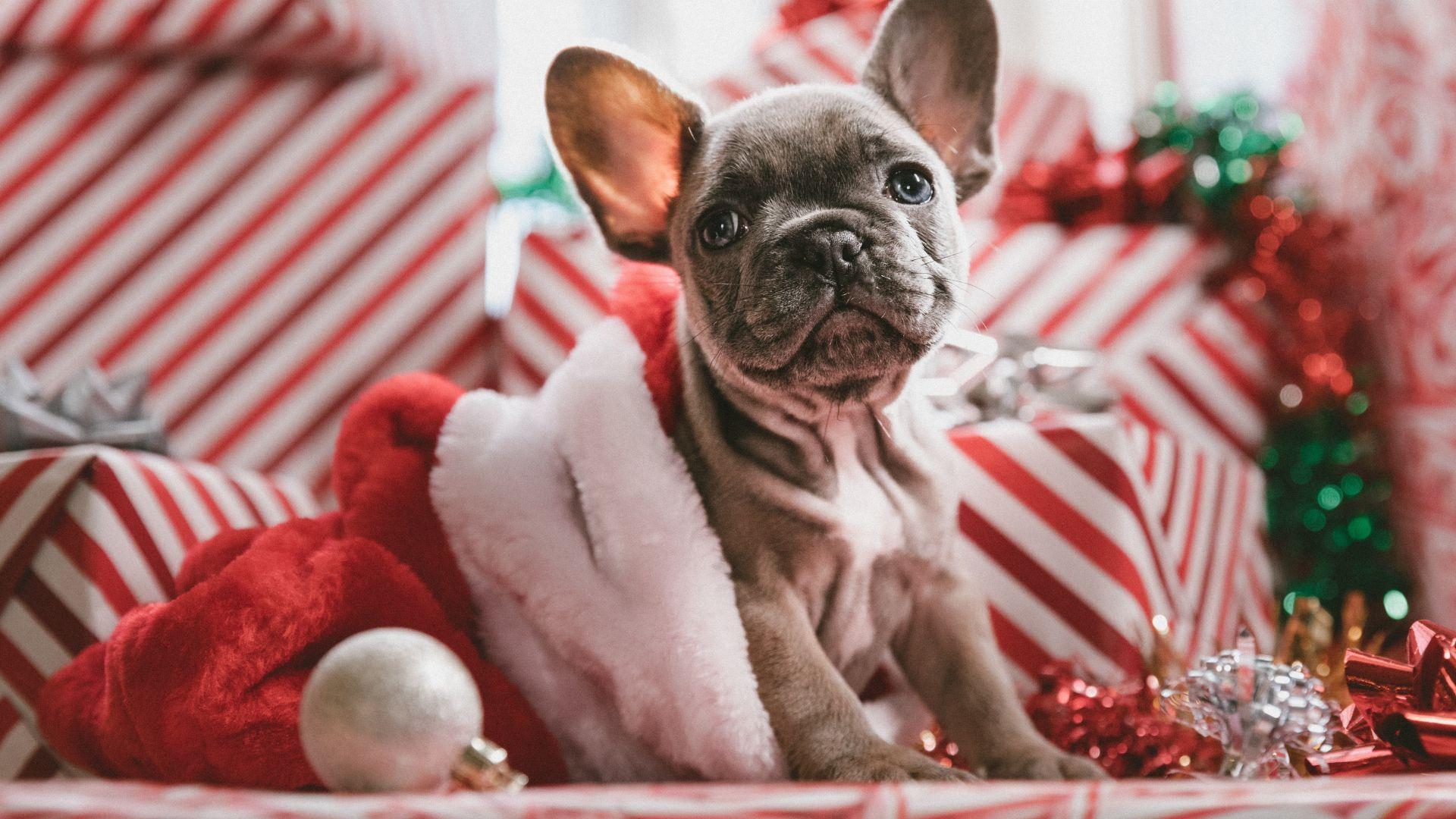 1920x1080 Desktop Wallpaper Dog, Cute, Bulldog, Christmas, Holiday, 5k, HD Image, Picture, Background, 7b996a