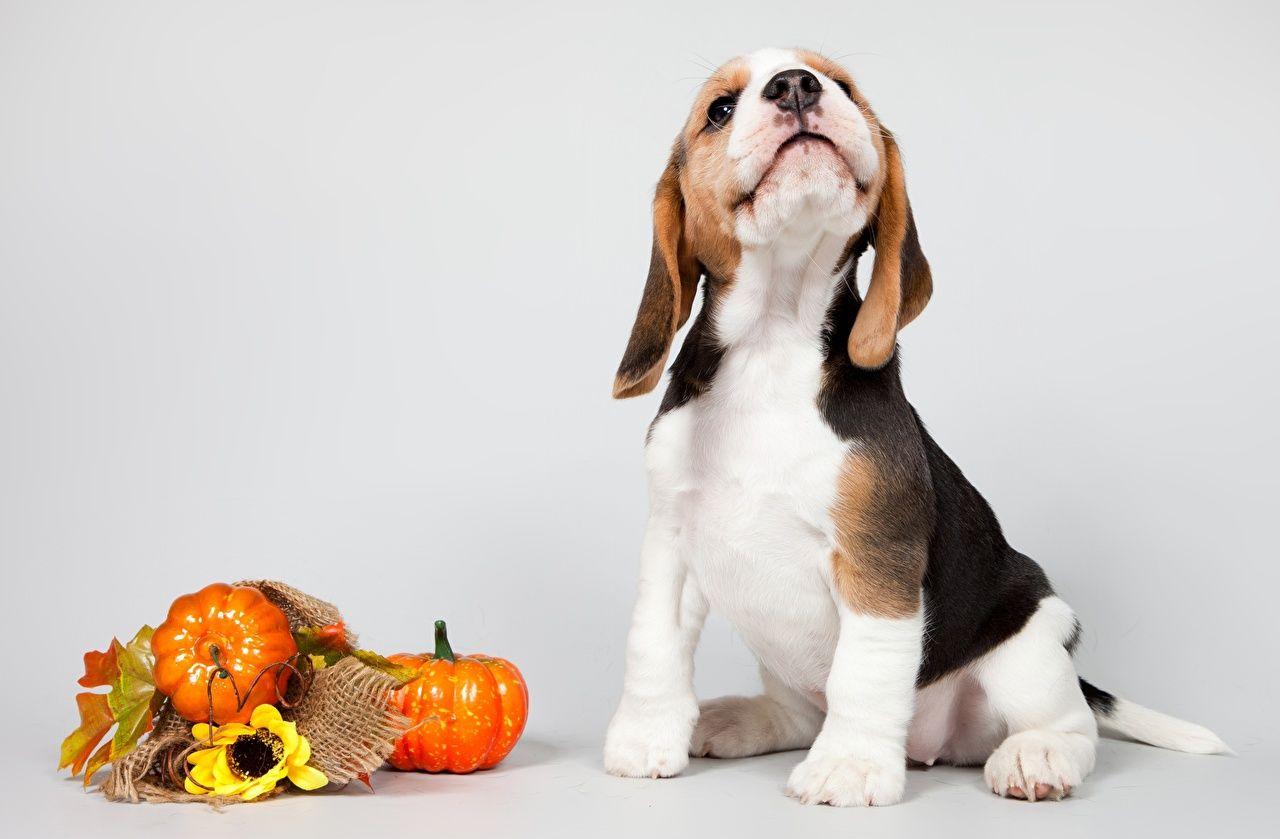 1280x839 Wallpaper Puppy Beagle Dogs animal Gray background